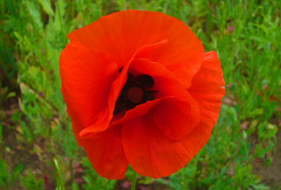 d-12_mohn_120707-033_400dpi.jpg