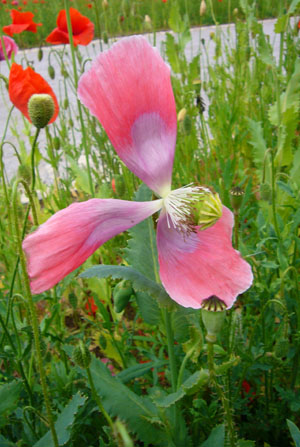 d-12_mohn_120707-046_300dpi.jpg