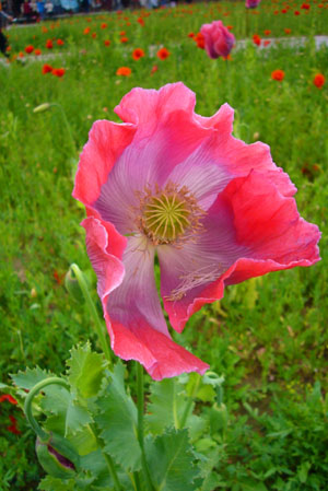 d-12_mohn_120707-056_300dpi.jpg