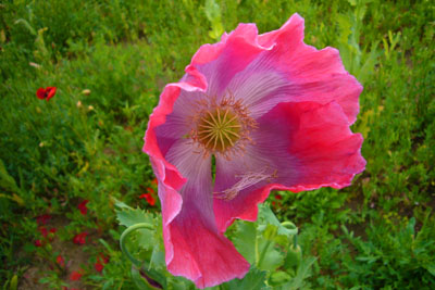 d-12_mohn_120707-078_400dpi.jpg