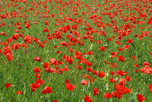 d-12_mohn_150707-029_500dpi.jpg