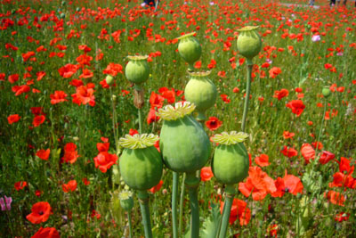 d-12_roter-mohn_200707-008_dpi.jpg