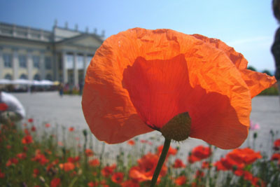 d-12_roter-mohn_200707-036_400dpi.jpg