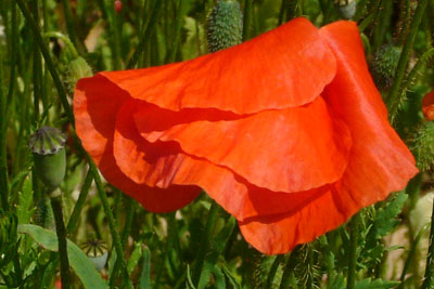 d-12_roter-mohn_200707-069_400dpi.jpg