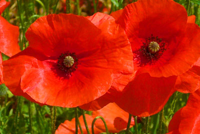 d-12_roter-mohn_200707-086_400dpi.jpg