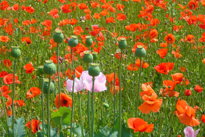 d-12_roter-mohn_200707-096_400dpi.jpg 
