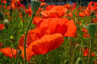 d-12_roter-mohn_200707-100_400dpi.jpg