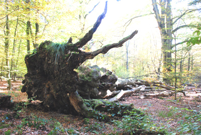 141007_urwald-076_400dpi.jpg