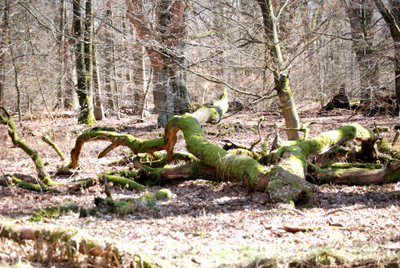 300308_hofgeismar_urwald-083_400pix.jpg