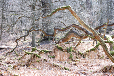 300308_hofgeismar_urwald-110_400pix.jpg