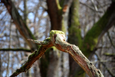 300308_hofgeismar_urwald-120_400pix.jpg