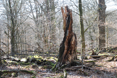 300308_hofgeismar_urwald-167_400pix.jpg