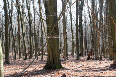 300308_hofgeismar_urwald-178_400pix.jpg