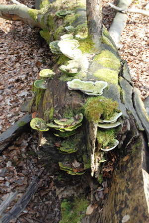 300308_hofgeismar_urwald-211_400pix.jpg