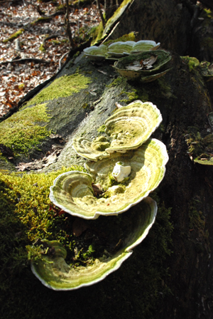 300308_hofgeismar_urwald-214_300pix.jpg