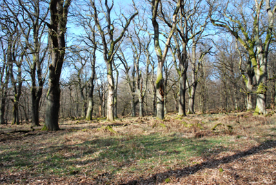 300308_hofgeismar_urwald-222_pix.jpg