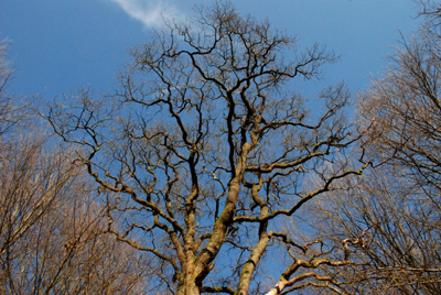 300308_hofgeismar_urwald-241_400pix.jpg