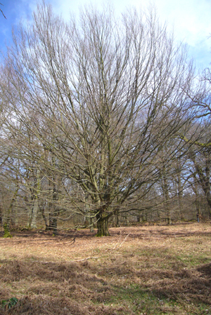 300308_hofgeismar_urwald-280_300pix.jpg