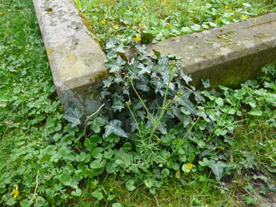 240408_fritzlar_jud-friedhof_fz18-137_400pix.jpg