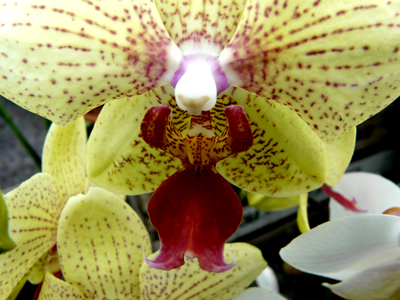 250408_ks_jud-friedhof_orchideen_fz-18-058_pix.jpg