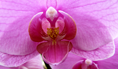 250408_ks_jud-friedhof_orchideen_fz-18-070_400pix.jpg