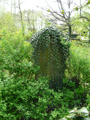 250408_ks_jud-friedhof_orchideen_fz-18-123_300pix.jpg