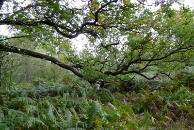 urwald_140908-170_400pix.jpg