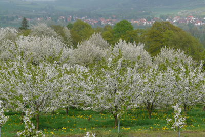 kirschblute_witzenhs_fz_18_190409-013_400.jpg