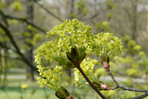 wilhtulpenbaum__110409-121_300.jpg