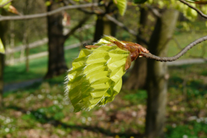 wilhtulpenbaum__110409-134_300.jpg