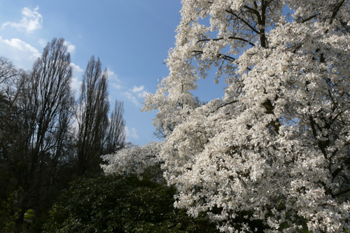 wilhtulpenbaum__110409-188_500.jpg