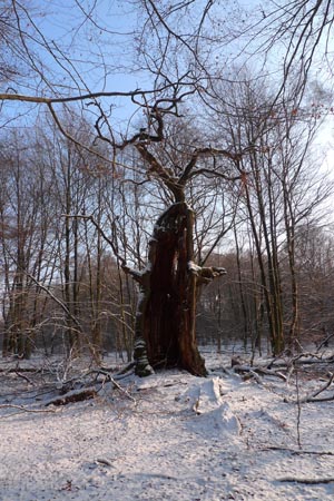 P1110838_TANZSCHNEEBAUM