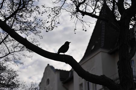 DSC_1064_AMSEL_