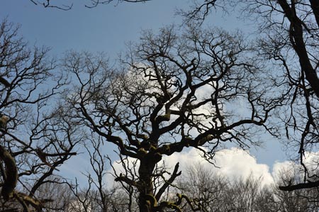 DSC_1286_U-BAUM_