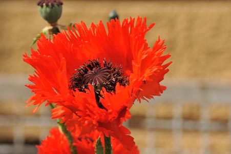 DSC_6054_MOHN III