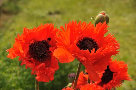 DSC_6055_MOHN I