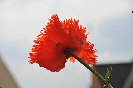 DSC_6058_MOHN II