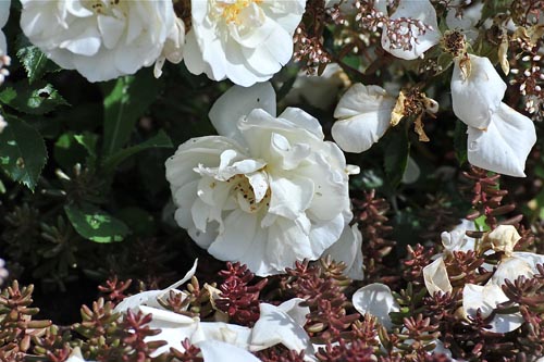 DSC_7122ROSE_VIII
