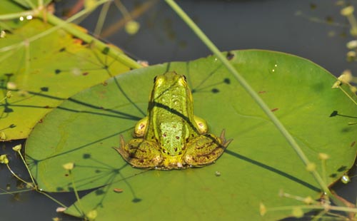 DSC_8536_FROSCH V. HI.