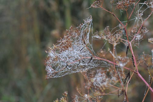 DSC_0492_SPINNENNETZ DSC_0492_SPINNENNETZ