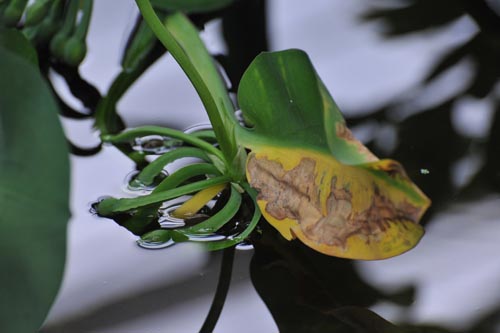 DSC_1043_BLATT IM WASSER