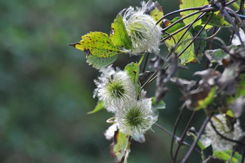 DSC_1046_CLEMATIS.GÖ.