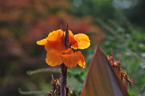 DSC_1662_CANNA