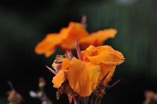 DSC_1665_CANNA