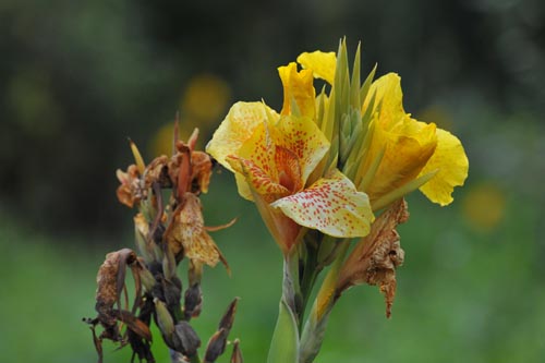 DSC_1666_CANNA