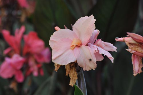 DSC_1669_CANNA