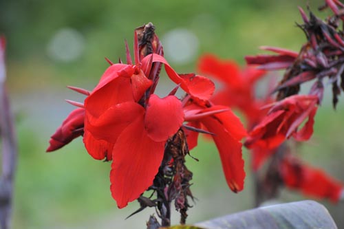 DSC_1672_CANNA