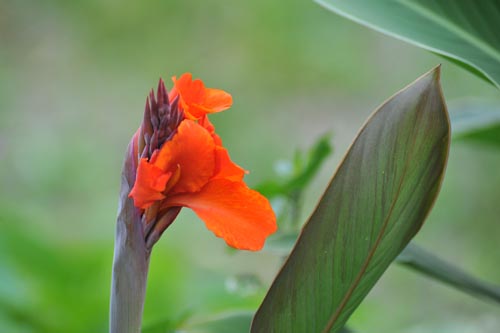 DSC_1674_CANNA