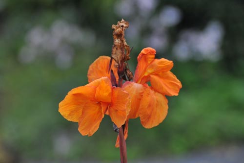 DSC_1675_CANNA