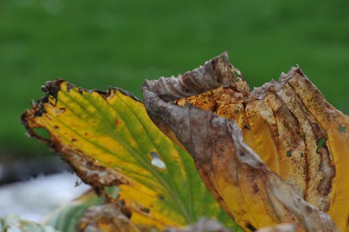 DSC_2966_2_2_HERBSTBLATT